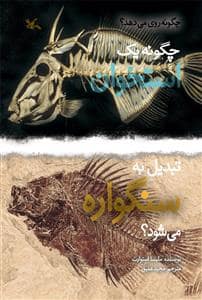 جلد کتاب چگونه یک استخوان تبدیل به سنگواره می شود